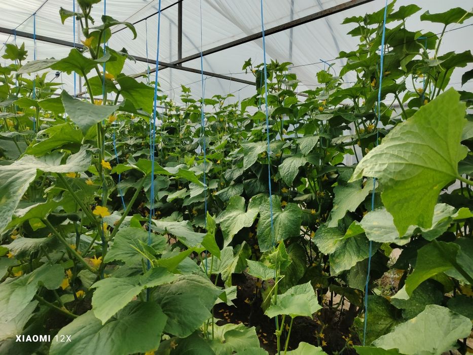 BIOGUMUS sotiladi 50 tonna bor