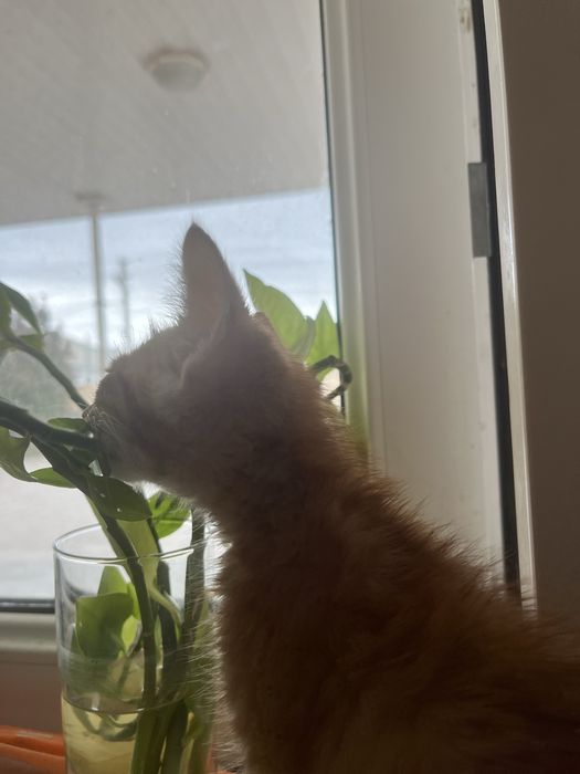 Котёнок 2 месяца мальчик