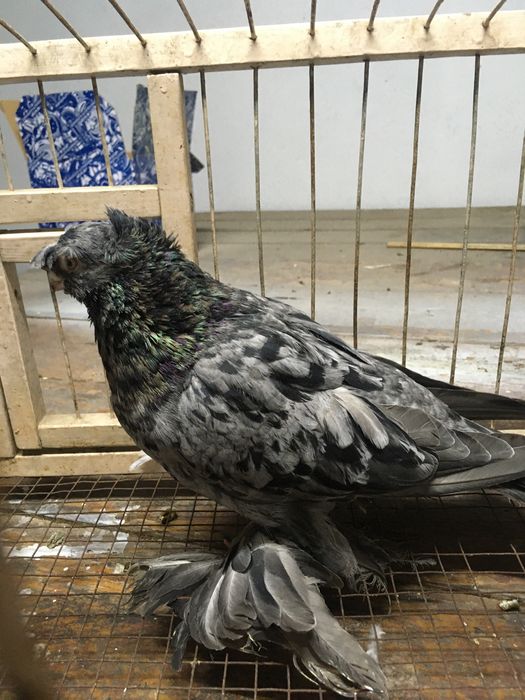 Продам челкарь самец