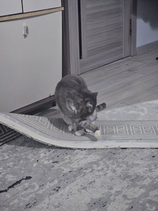 Мысык тукымды.. бесплатно