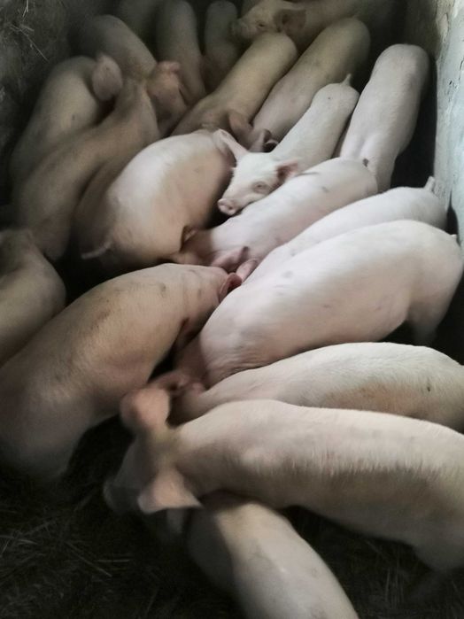 Свободни прасета 20 - 24 кг