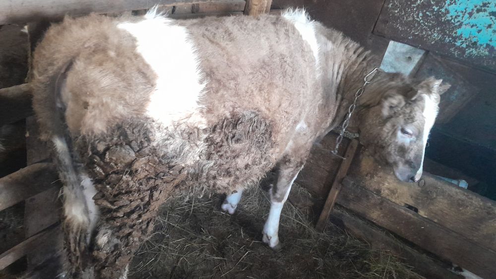 Продам телку 1 год