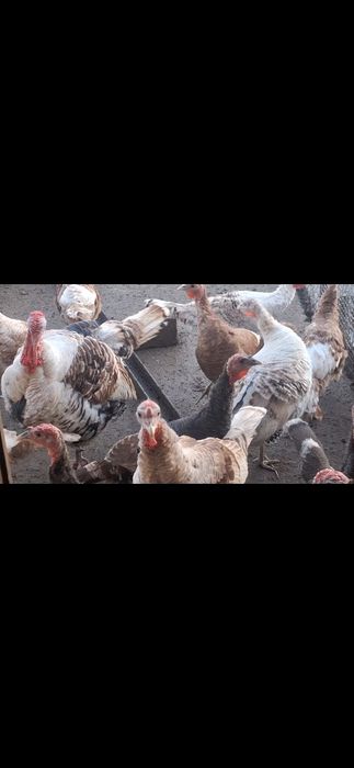 Млади Пуйки и Пуяци