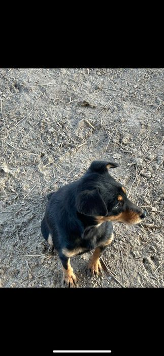 Ягтерьер сатылады еркек ұрғашысы мен