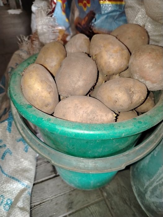 Продам картофель
