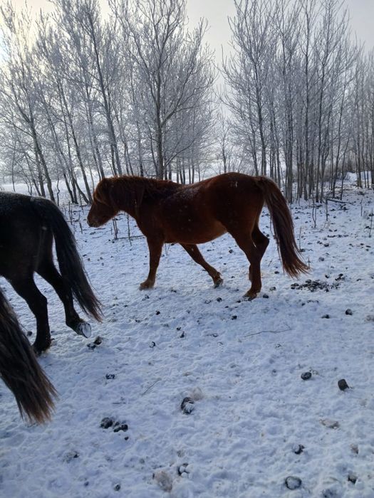 Айғыр Мұғажар 5 жасар