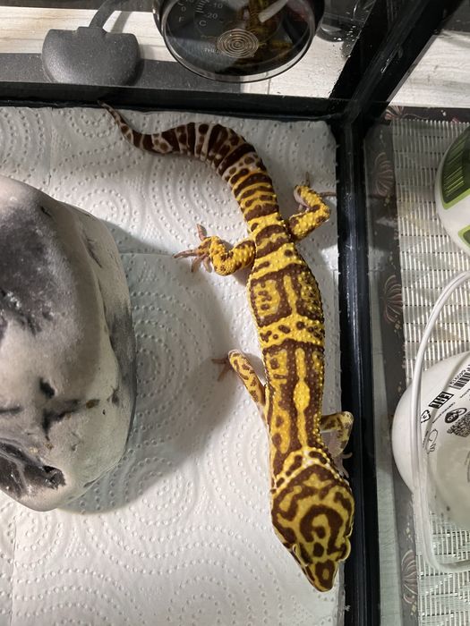 Прадается эублефар самец.