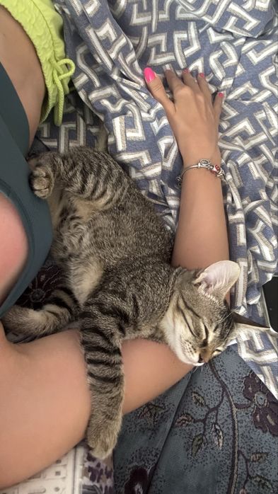 Отдадим котика в хорошие руки!!