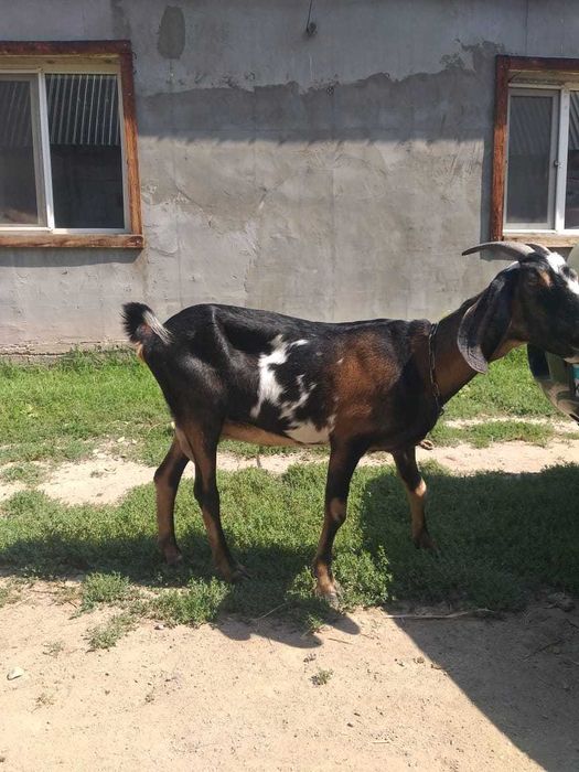 Жасырын камерадағы отбасылық секс