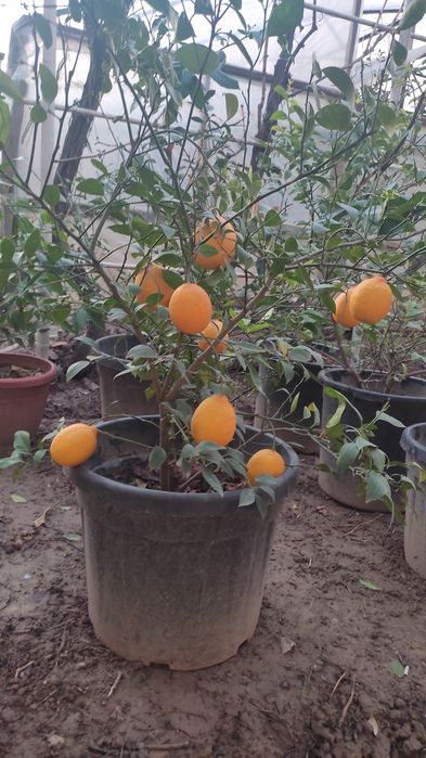 Шамшод кўчатлари сотилади