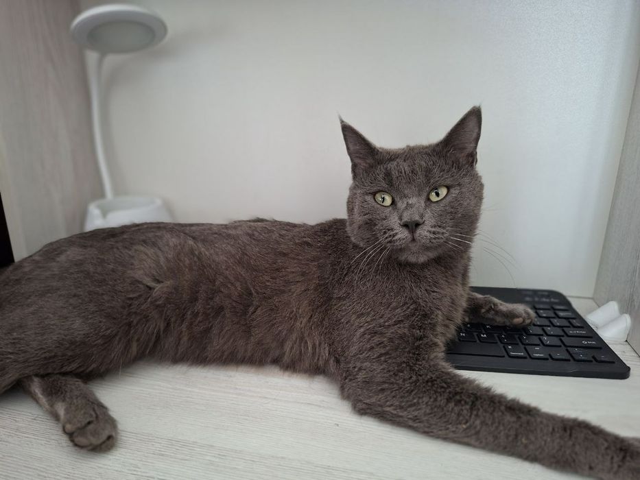 кошечка домашняя только в хорошие руки