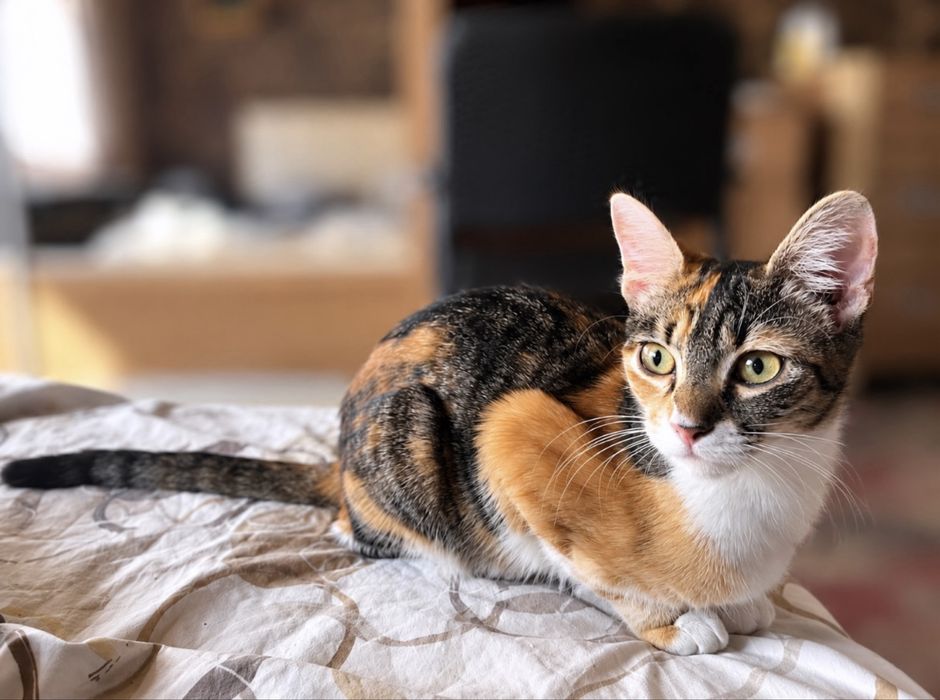 Подарявам котенце