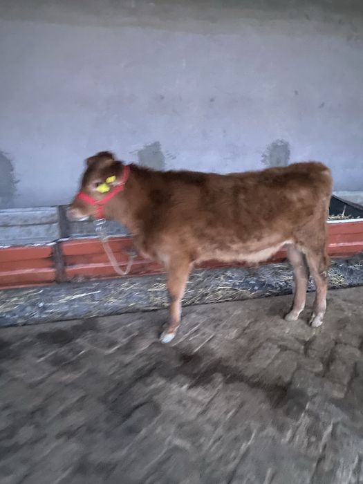 лимузин парода буқача сотилади