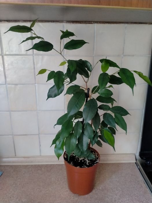 Продам фикус Бенджамина