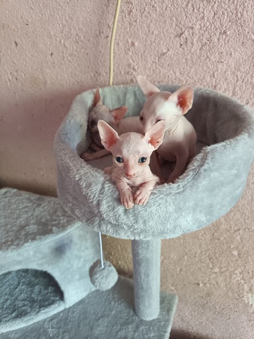 Продаются котята