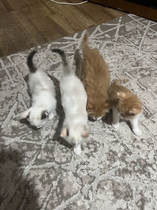 Отдам котят добрые руки