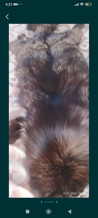 Писец натуральный