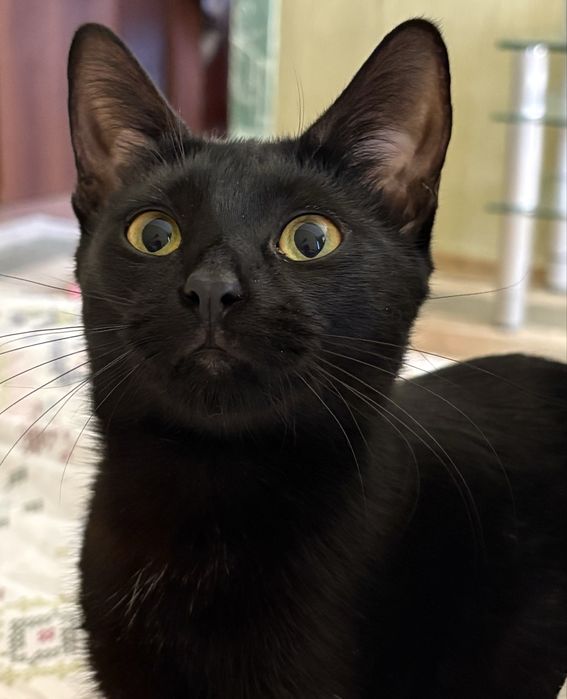 Девочка 6 месяев