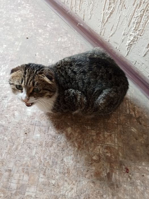 Кошка бесплатно в 31Б