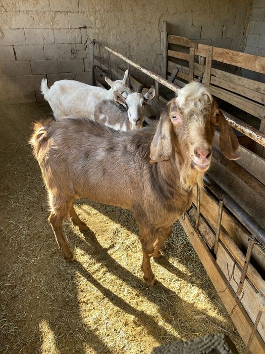 Нубиский теке сатылады