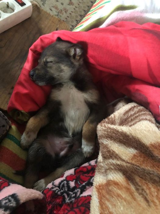 Отдам щенков в хорошие руки