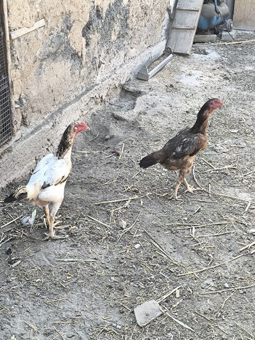 Продам даканов .