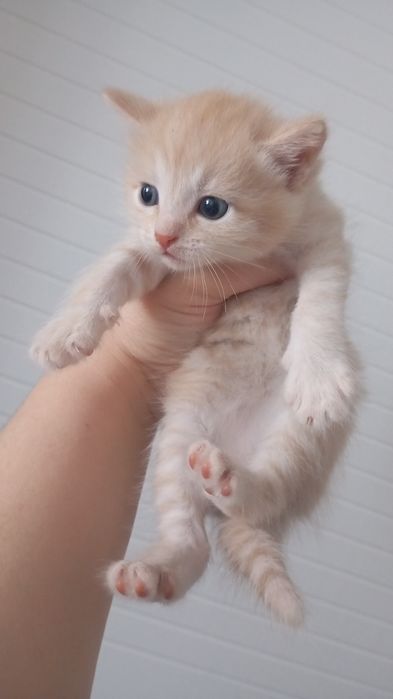 Отдам в добрые руки