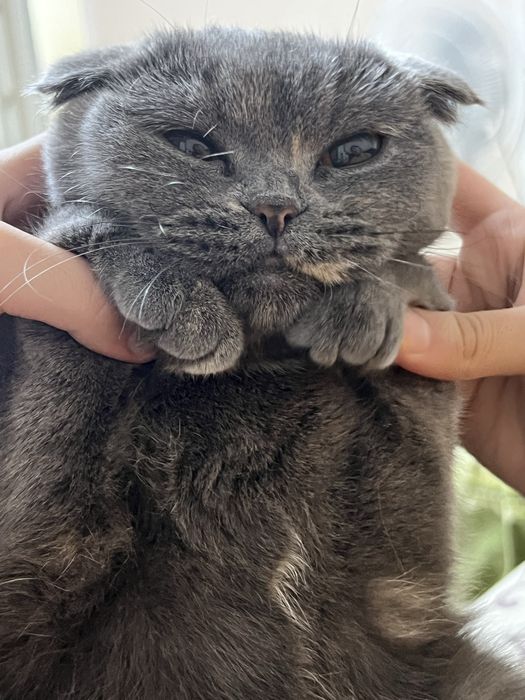 Отдам кошку в хорошие руки.