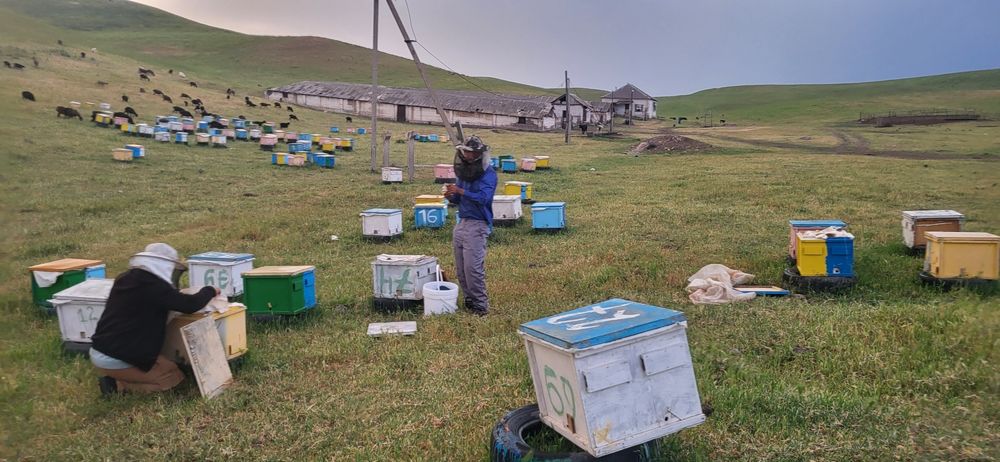 Пчёлы, пчелопакет