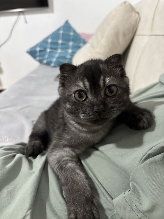 Продаётся котёнок, 4 месяца.