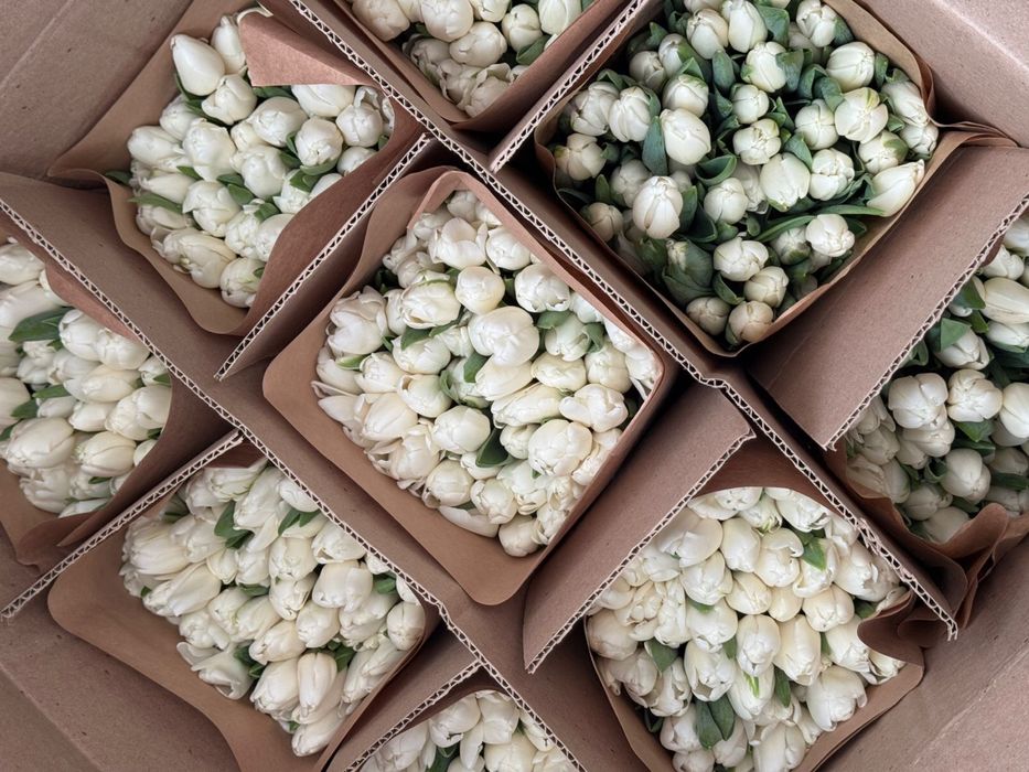 Тюльпаны супер качества 850тг