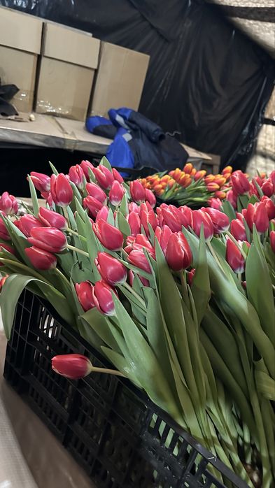Тюльпаны оптом не дорого