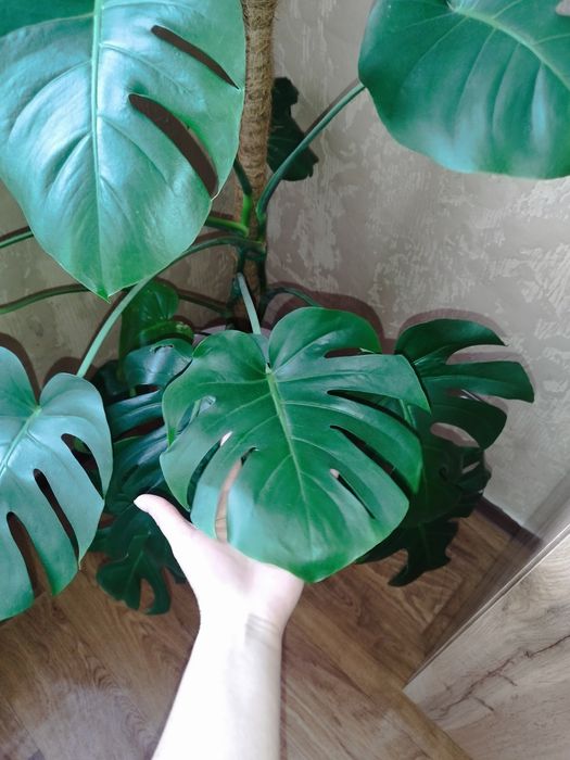 Продам монстеру деликатесную