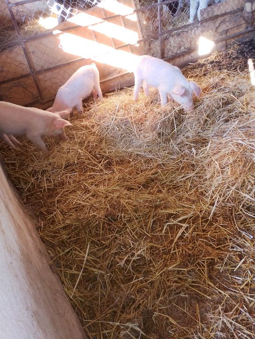 Прасенца / Прасе 18 kg