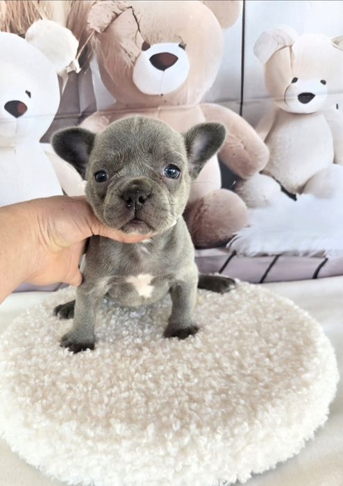 Френски бурдог елитна кръвна линия