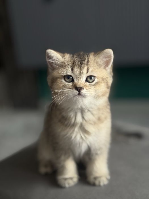 Продается Бриатнские котята