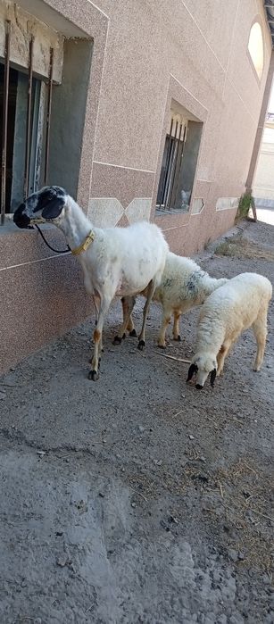 Она бола куй сотилади