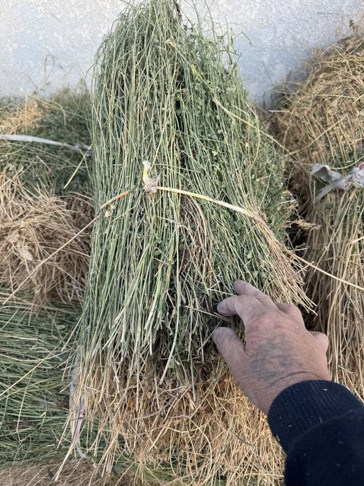 Beda 250 dona sotiladi