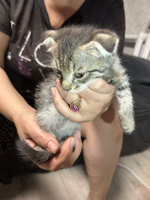 Вислоухие котята
