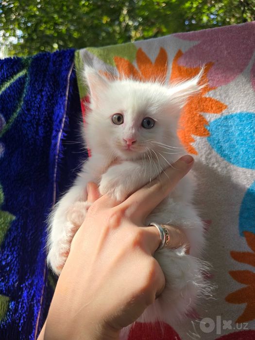 Котята ищут семьи!
