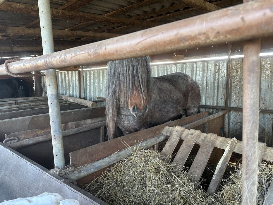 Продам жеребца 6 лет