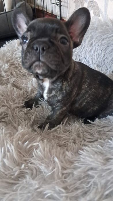 Французский бульдог девочка