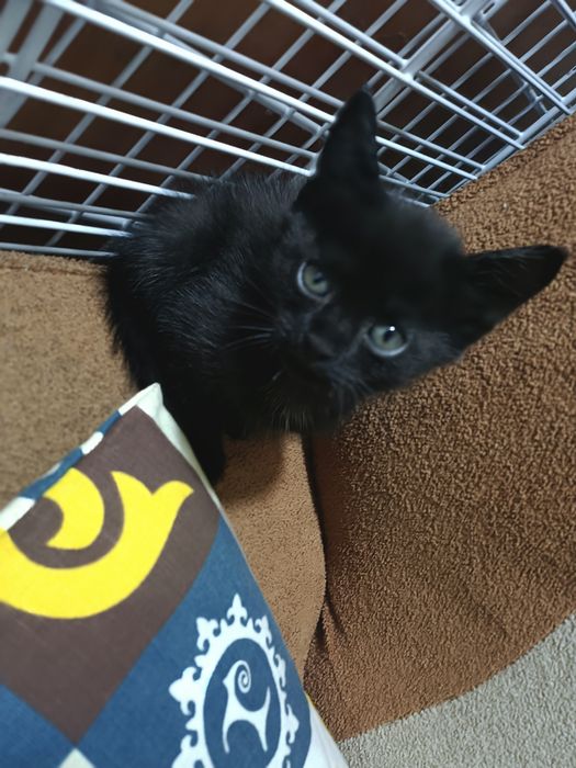 Котёнок малчик бесплатно