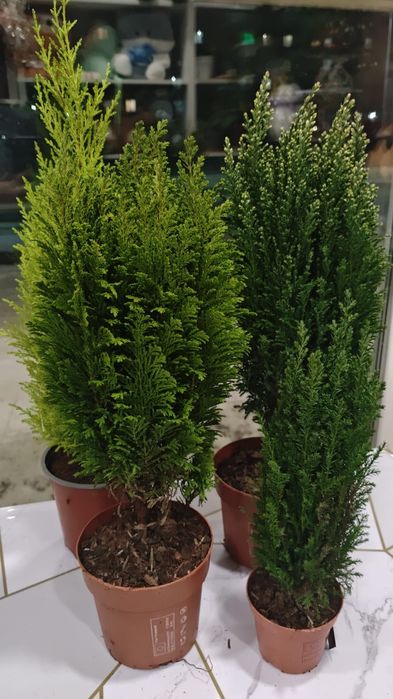 Продам комнатные цветы