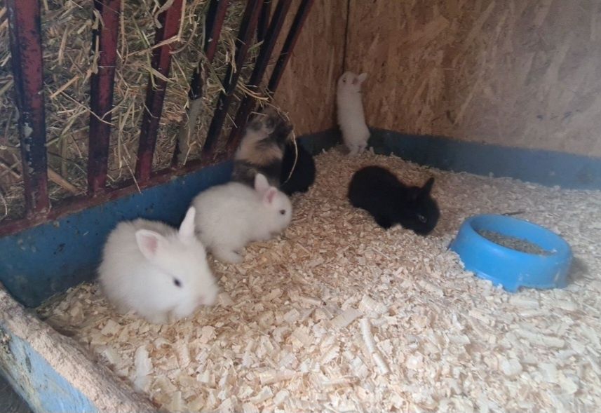 Iepurasi de companie cap de leu pitic