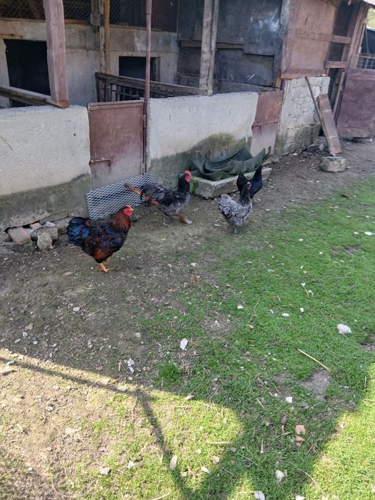 Pui si puici austrolop