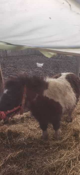 Vând ponei iapa gestanta de 12 ani