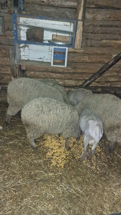 Berbeci si oi cu miei de vânzare