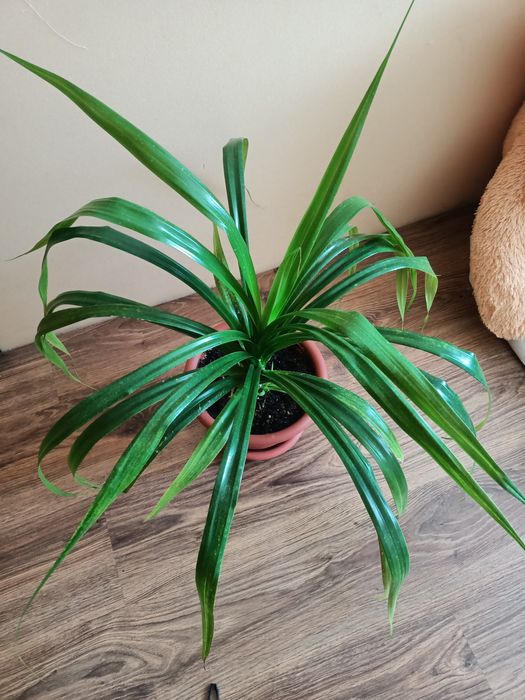 Продам комнатные цветы