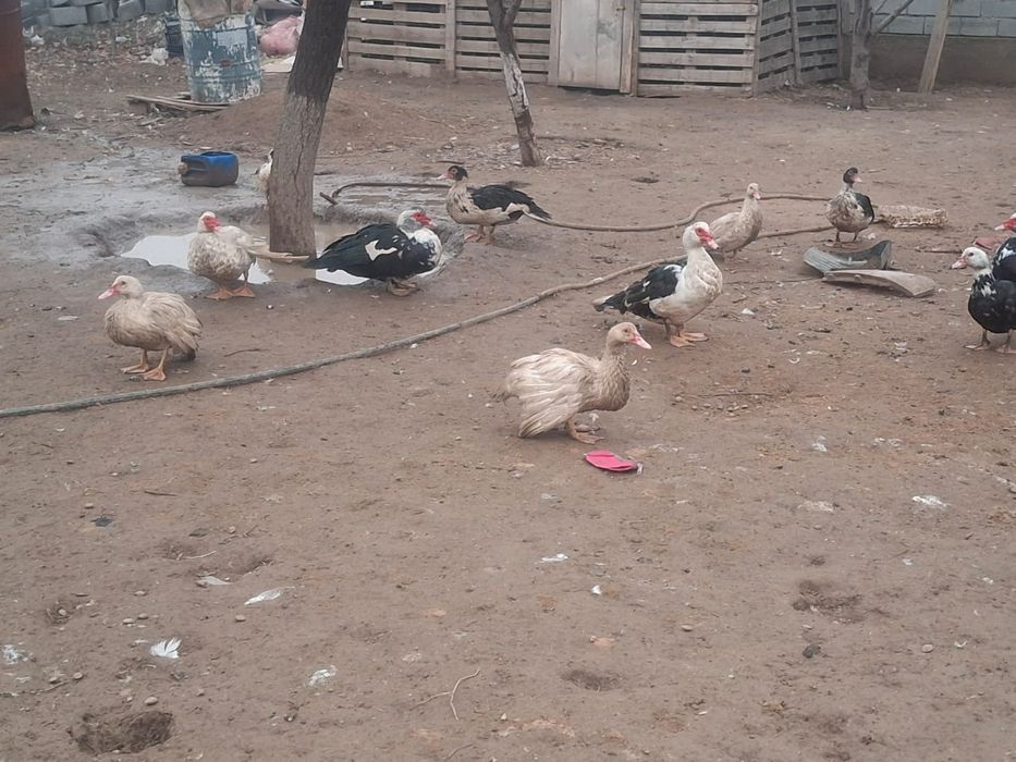 Продается индоутки от 5000 тысяче